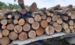 Полицаи спипаха 47 кубика незаконни дърва 