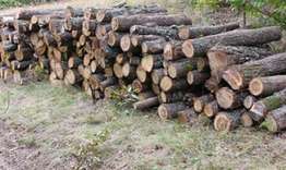 Откриха незаконни дърва в три имота в Омуртаг 