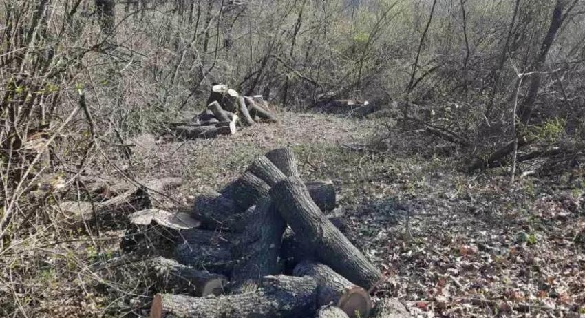 30 кубика дърва за огрев отсякъл бракониер край Китино 