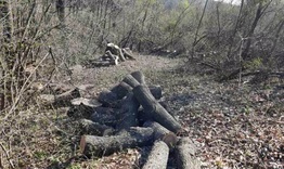 30 кубика дърва за огрев отсякъл бракониер край Китино 