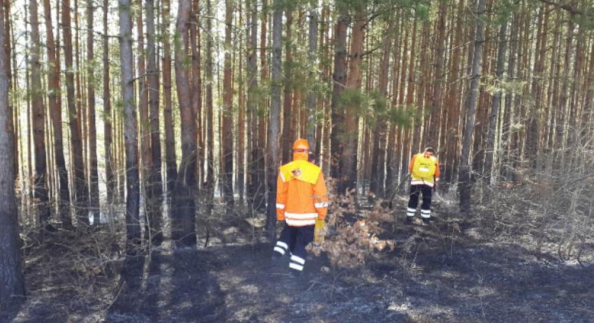 Спасиха от опожаряване гора край Гагово