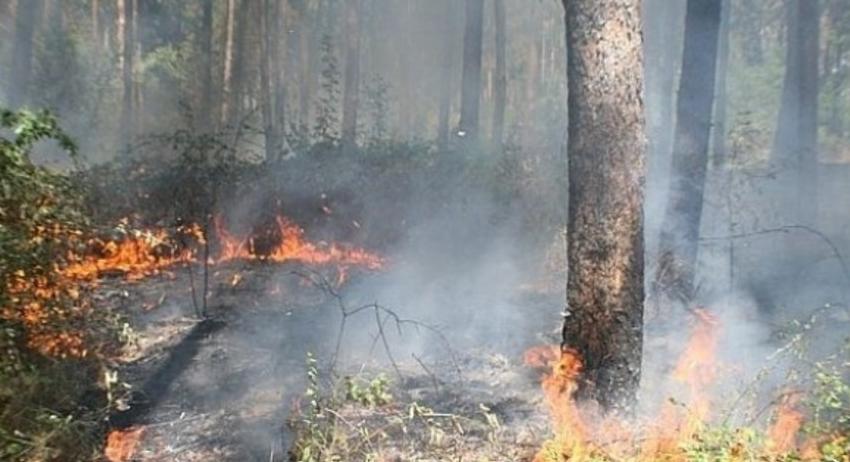 Спасиха от опожаряване 55 декара широколистна гора 