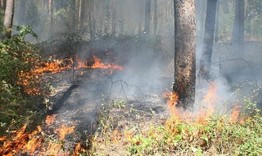 Спасиха от опожаряване 55 декара широколистна гора 