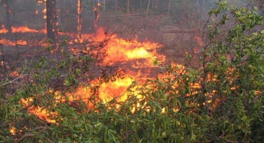 Пожарникари спасиха 100 декара широколистна гора