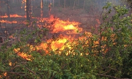 Пожарникари спасиха 100 декара широколистна гора