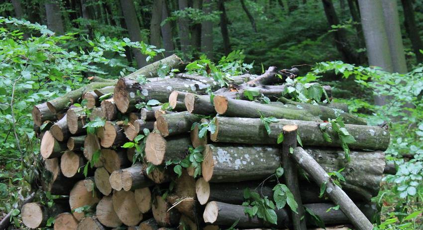 Горското: Снабдяването на населението с дърва върви по план