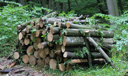 Горското: Снабдяването на населението с дърва върви по план
