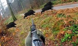 Открива се сезонът за лов на местен дивеч и групов лов на дива свиня