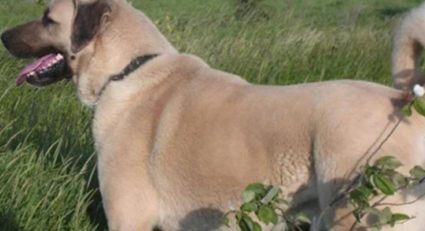 Полицаи върнаха откраднато куче на собственика му 