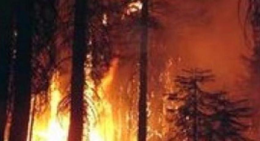 Спасиха от огъня 150 декара иглолистна гора край село Вардун 