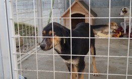 До 31 март е срокът за плащане на таксата за притежаване на куче в Търговище