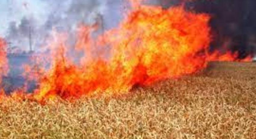 100 декара посеви в землището на търговищкото село Твърдинци са спасени от пожар