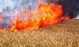 100 декара посеви в землището на търговищкото село Твърдинци са спасени от пожар