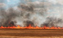 500 декара посеви са спасени от пожар 