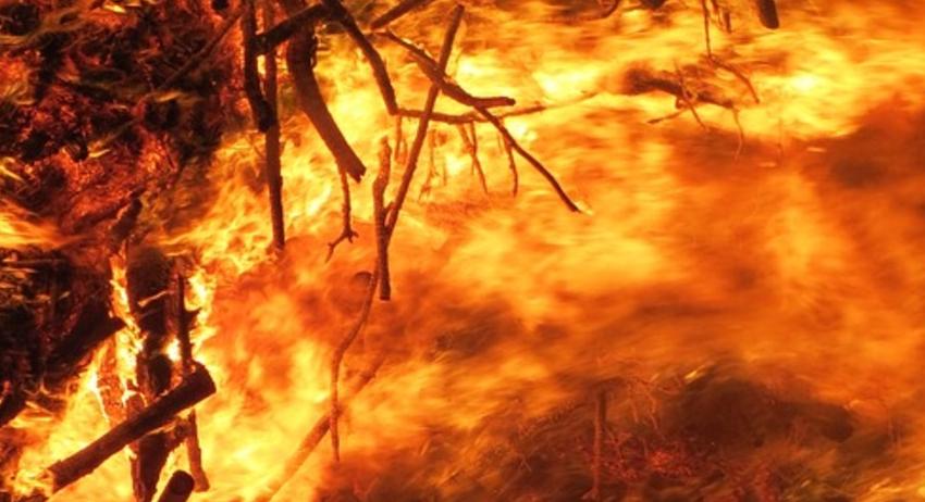 Спасиха от пожар 10 декара борова гора 