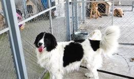 Над 220 кучета са кастрирани в общинския приют в Търговище през 2025 г.